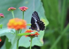 Catasticta flisa flisa