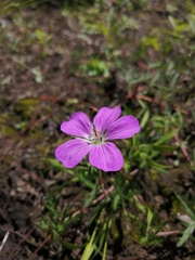 Geranium potentillifolium