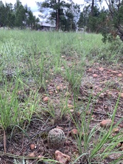 Escobaria vivipara arizonica