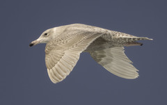 Larus hyperboreus