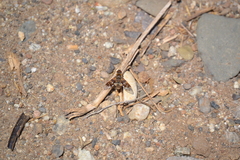 Thyridanthrax nugator