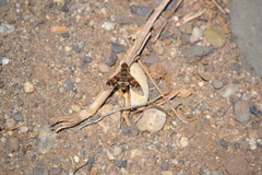 Thyridanthrax nugator