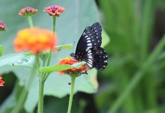 Catasticta flisa flisa