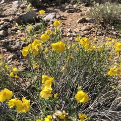 Psilostrophe cooperi