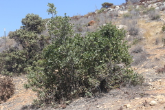 Quercus wislizeni frutescens