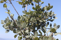 Quercus wislizeni frutescens