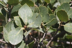 Quercus wislizeni frutescens