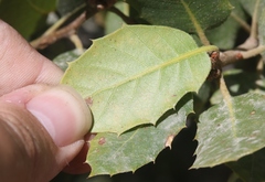 Quercus wislizeni frutescens