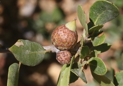Quercus wislizeni frutescens