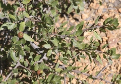 Quercus wislizeni frutescens