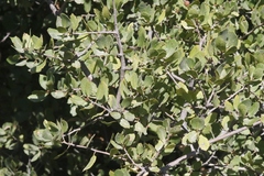 Quercus wislizeni frutescens