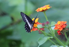 Catasticta flisa flisa