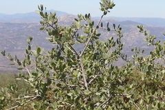 Quercus wislizeni frutescens