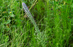 Liatris carrizana