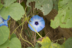 Ipomoea ophiodes