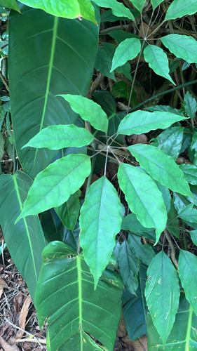 Heptapleurum heptaphyllum observed 2021-08-02