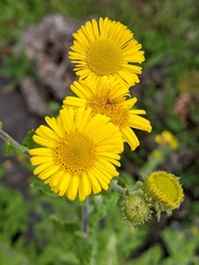 Pulicaria dysenterica