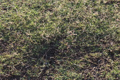 Cynodon dactylon dactylon