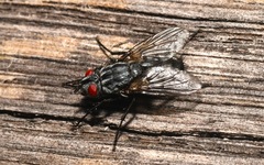 Brachicoma devia