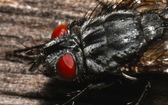 Brachicoma devia