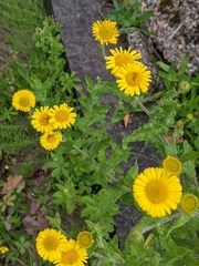 Pulicaria dysenterica