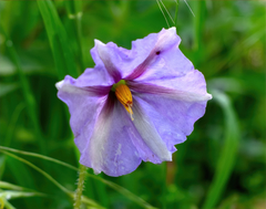 Lycianthes moziniana