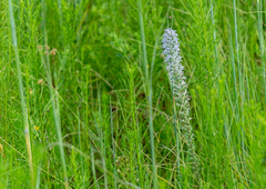 Liatris carrizana