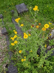 Pulicaria dysenterica