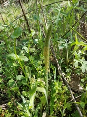 Plantago virginica