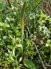 Plantago virginica