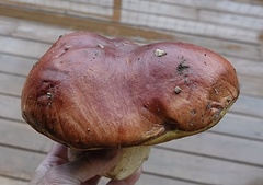 Boletus rubriceps