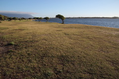 Cynodon dactylon dactylon