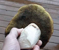 Boletus rubriceps