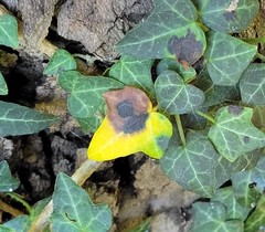 Colletotrichum trichellum