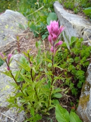 Castilleja parviflora olympica