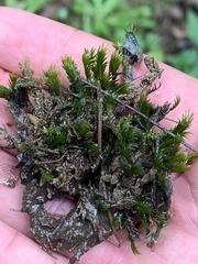 Fissidens grandifrons