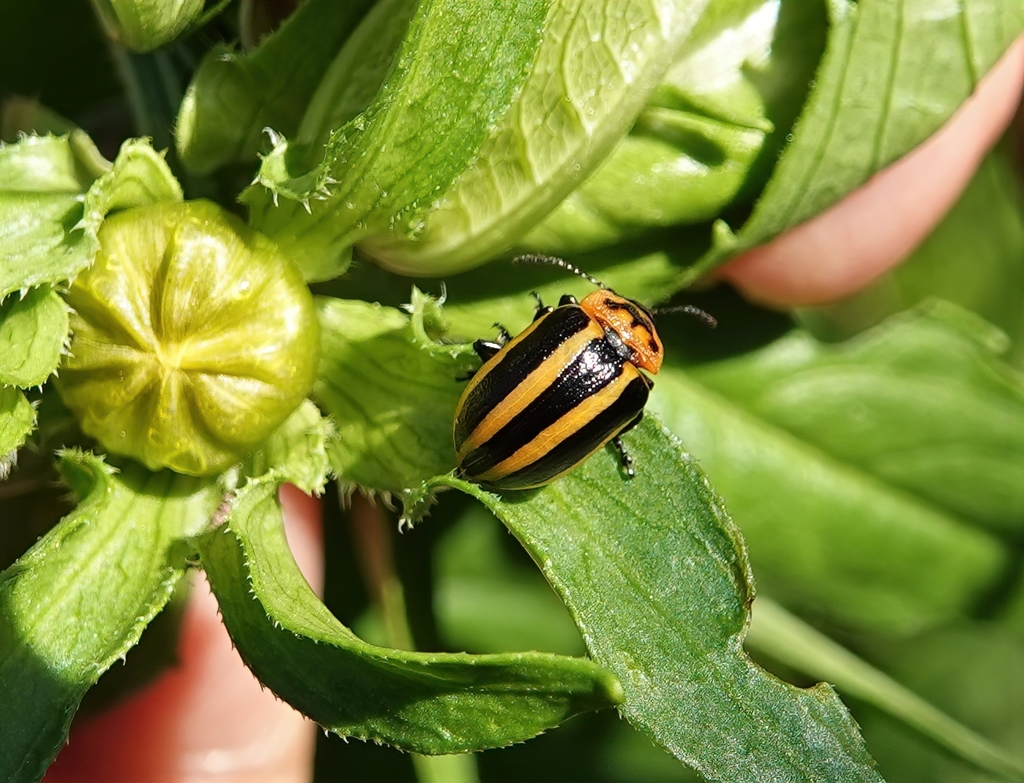 Coreopsis Beetle from Nanaimo, BC, Canada on August 2, 2021 at 12:00 PM ...