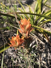 Castilleja lindheimeri