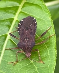 Anasa scorbutica