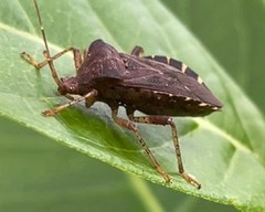 Anasa scorbutica