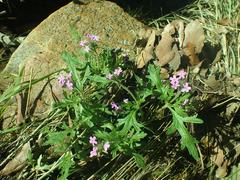 Glandularia latilobata