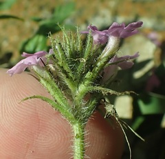 Glandularia latilobata
