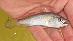 Cynoscion regalis