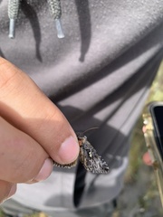 Syngrapha octoscripta