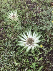 Cirsium tioganum
