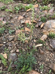 Artemisia campestris pacifica