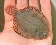 Hogchoker photo 4