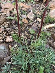 Artemisia campestris pacifica