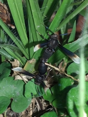 Myrmecopsis strigosa