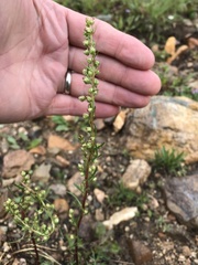 Artemisia campestris pacifica